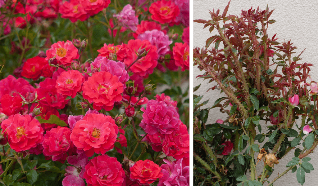 Healthy roses next to rose rosette virus