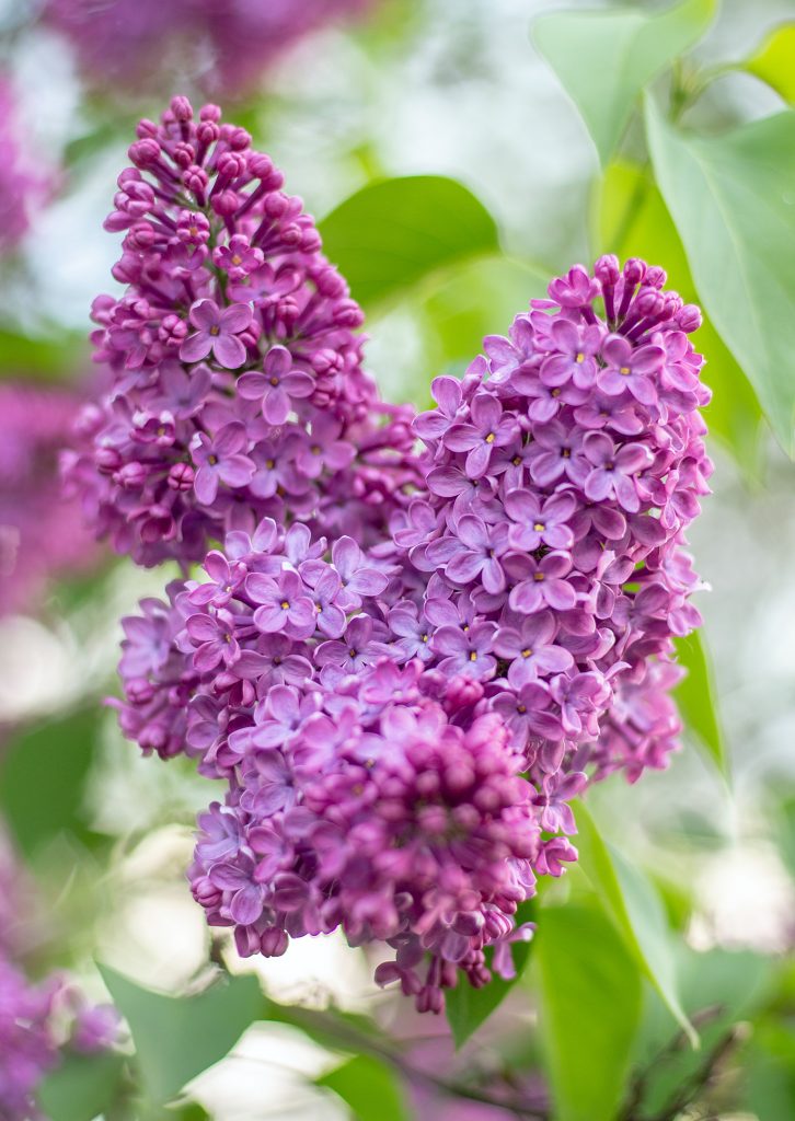 Spring Lilac