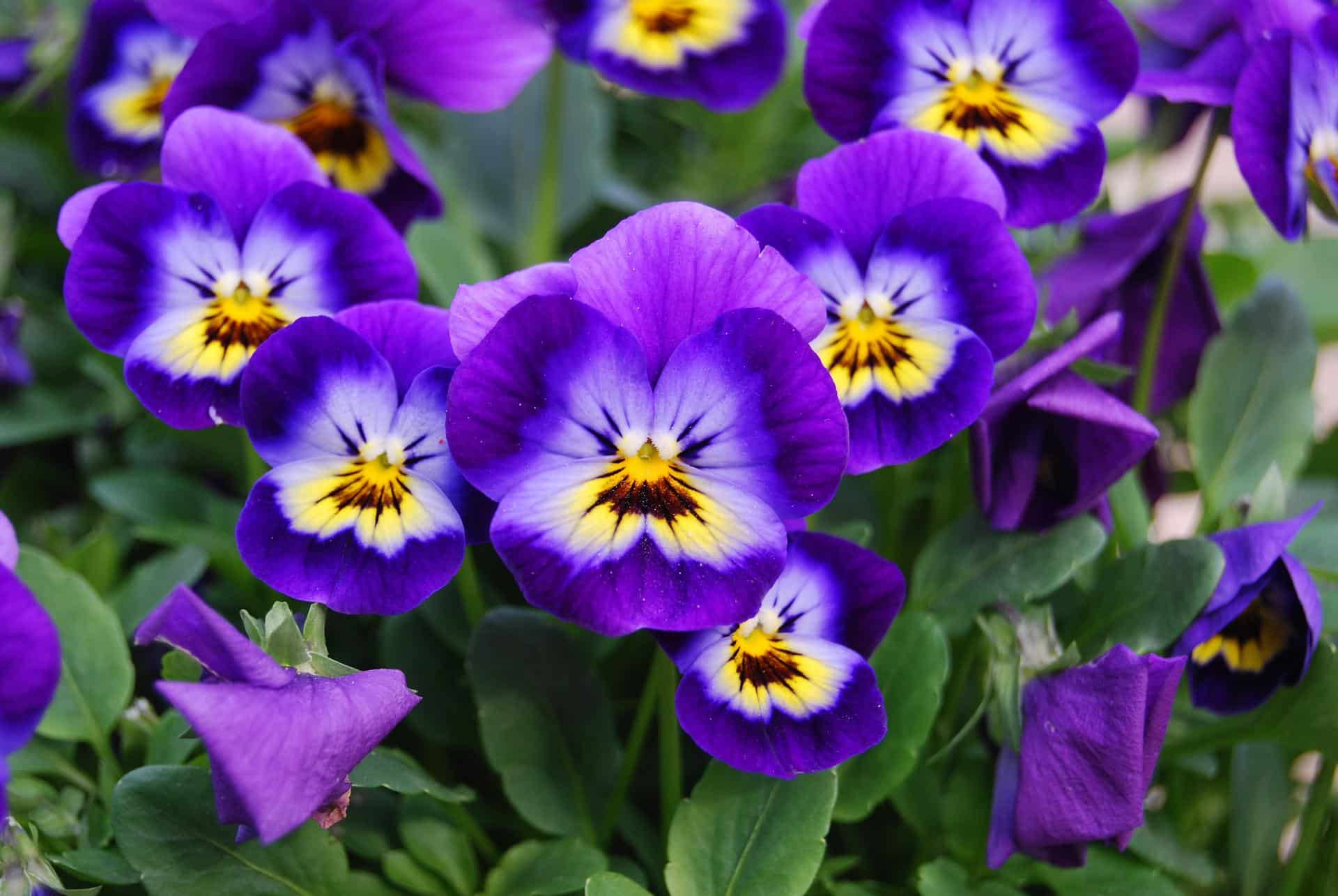 purple pansies flowers