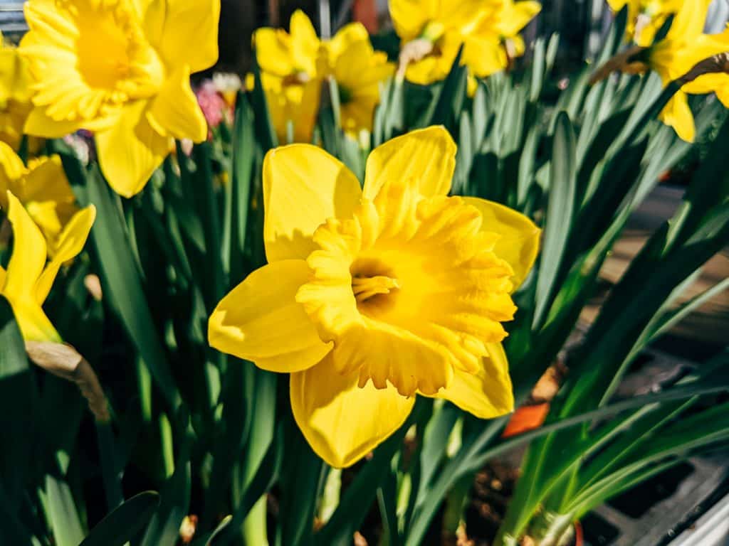 Spring Daffodils