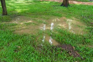 drainage problems - pooling water in the yard