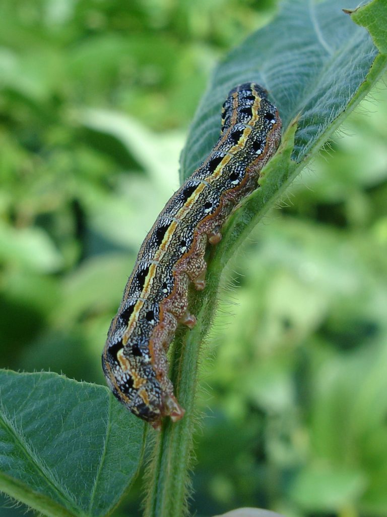 prevent and treat armyworms