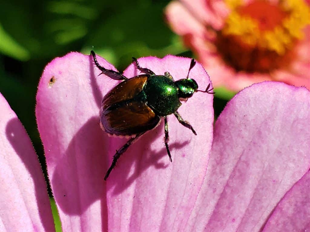 Controlling Japanese beetles