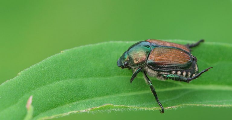 Controlling Japanese beetles