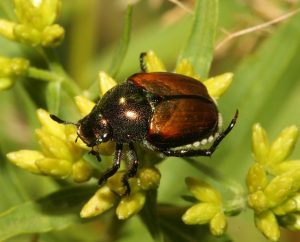 How to Control Japanese Beetles - Oasis Landscapes & Irrigation