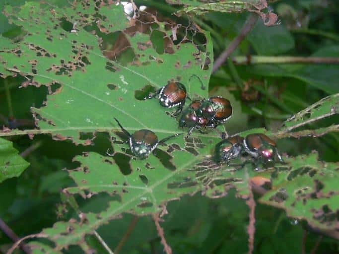 Controlling Japanese beetles