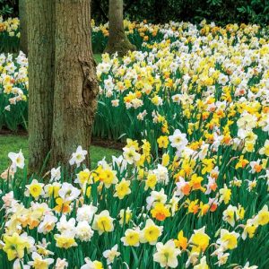 10 best bulbs for southern gardens. Atlanta landscaping