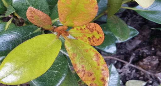 frost damage on plants