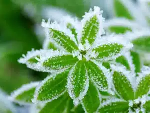 frost damaged plants.