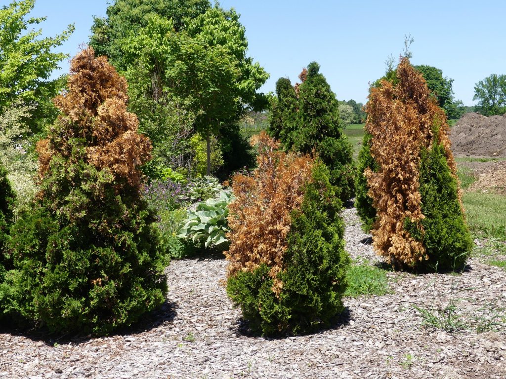 frost damaged plants