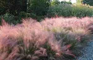 spring garden ideas - muhly grass - ornamental grasses