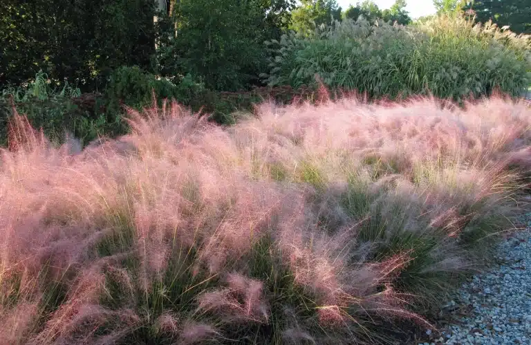 spring garden ideas - muhly grass - ornamental grasses
