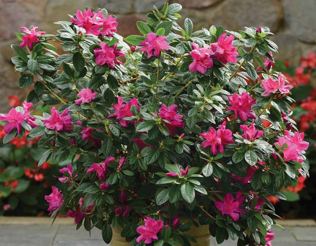 Encore azaleas