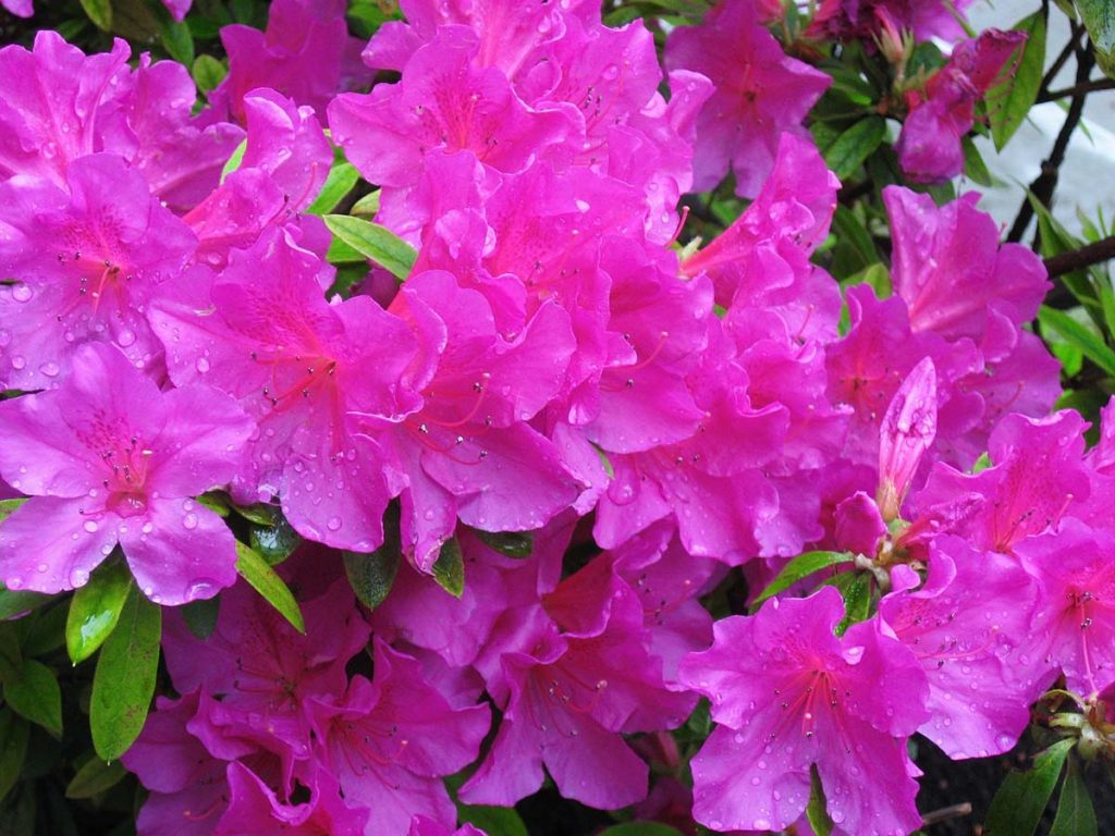 encore azaleas