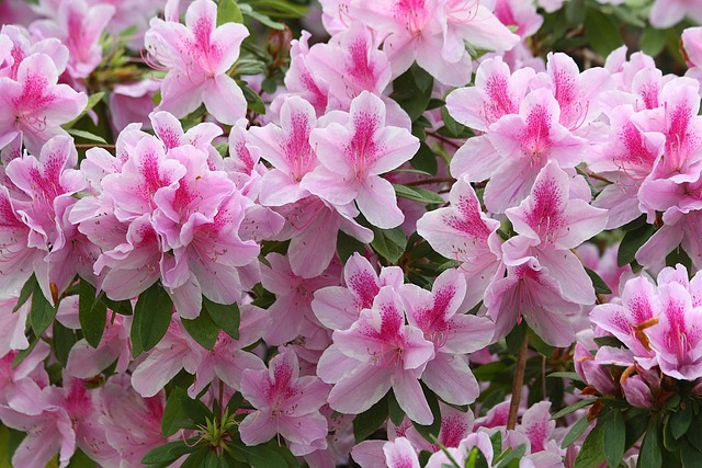 Encore Azaleas