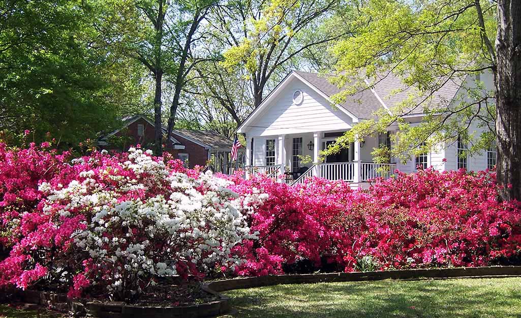 Encore Azalea Varieties That Bloom At The Same Time During The Blooming  Seasons