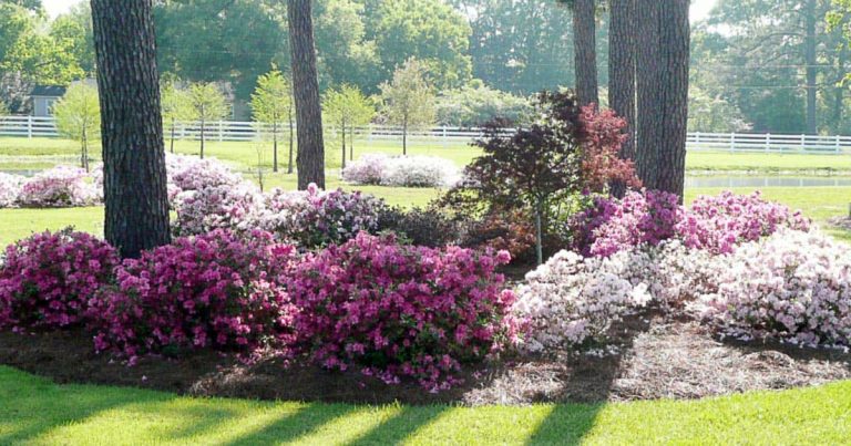 Encore Azaleas: Growing Them in Georgia - Oasis Landscapes