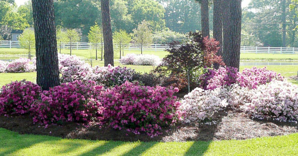 Encore Azaleas: Growing Them in Georgia - Oasis Landscapes