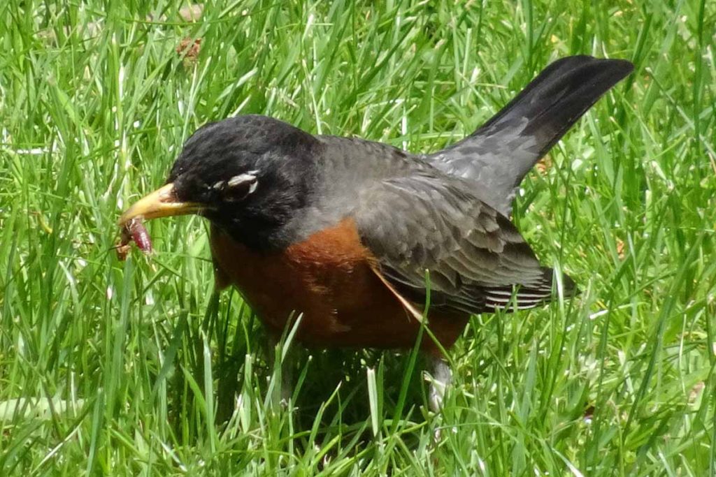 grubs in lawn