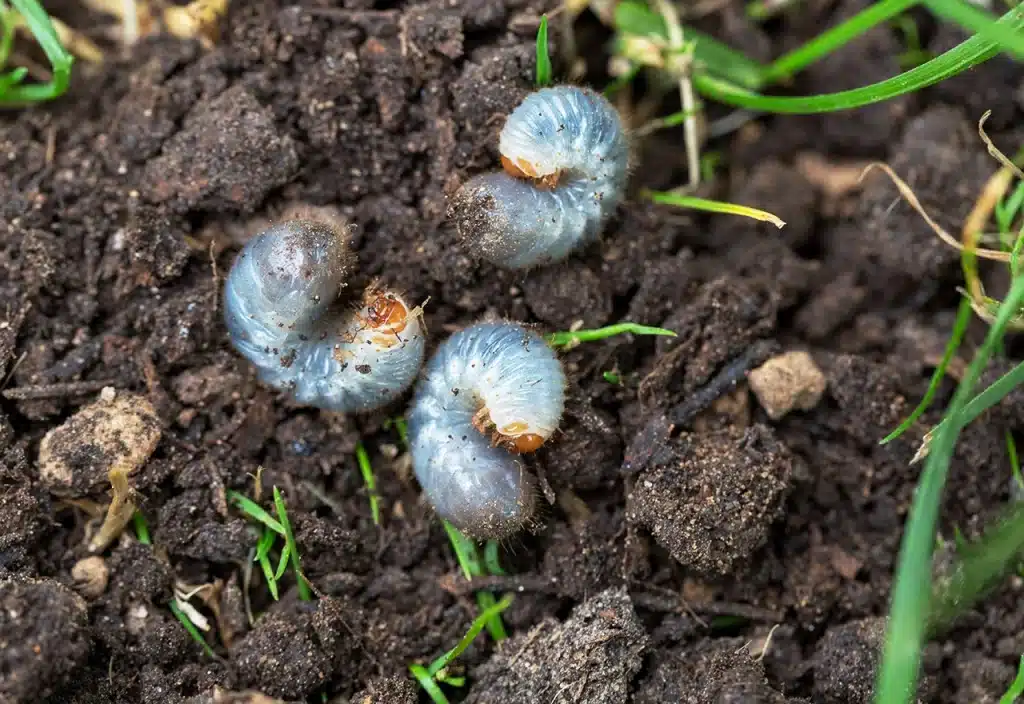 grubs in lawn