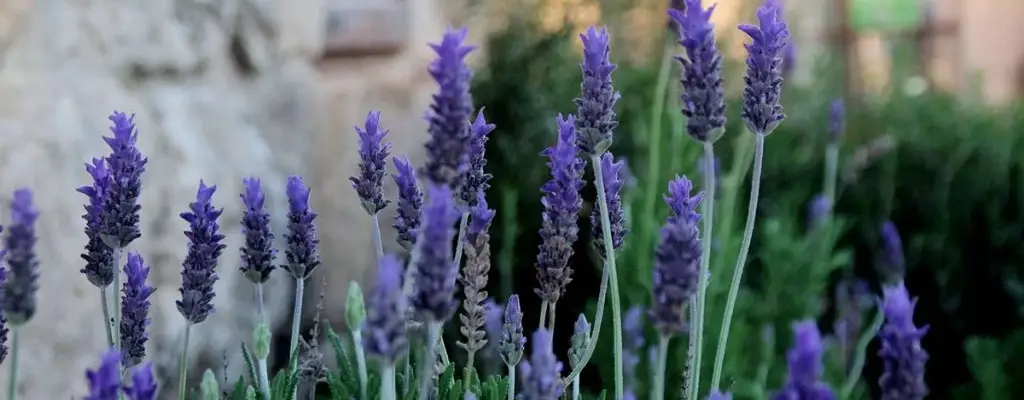 drought tolerant landscaping