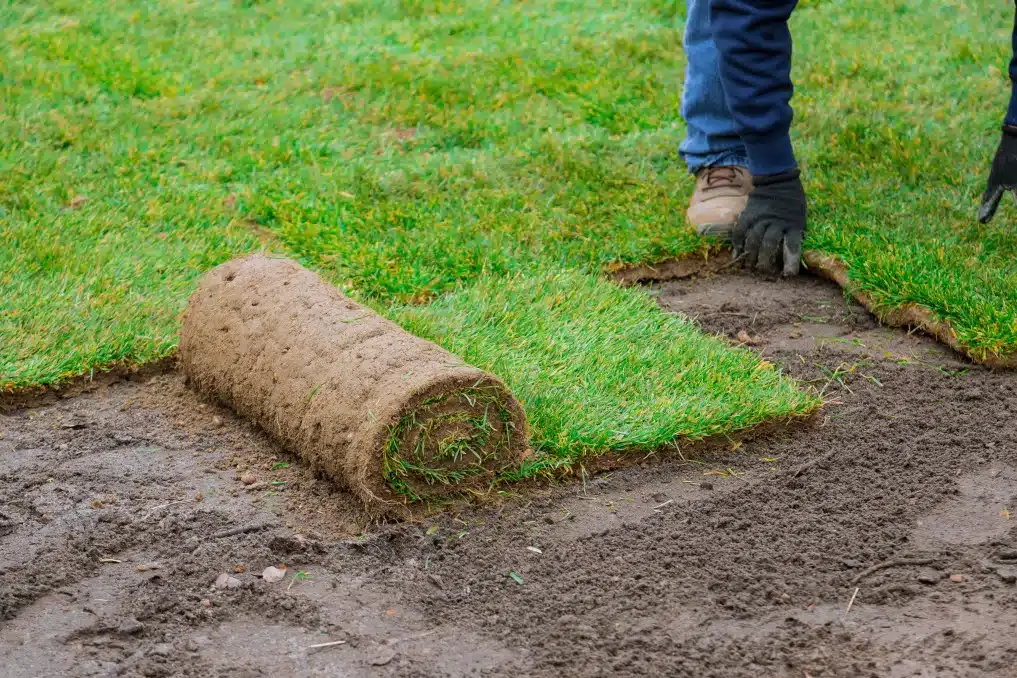 lay sod in fall