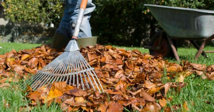 remove fall leaves