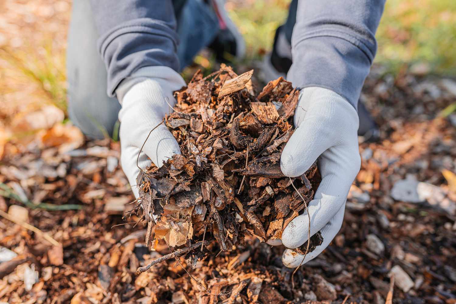 Using Reflective Mulches to Deter Leafminers from Your Plants