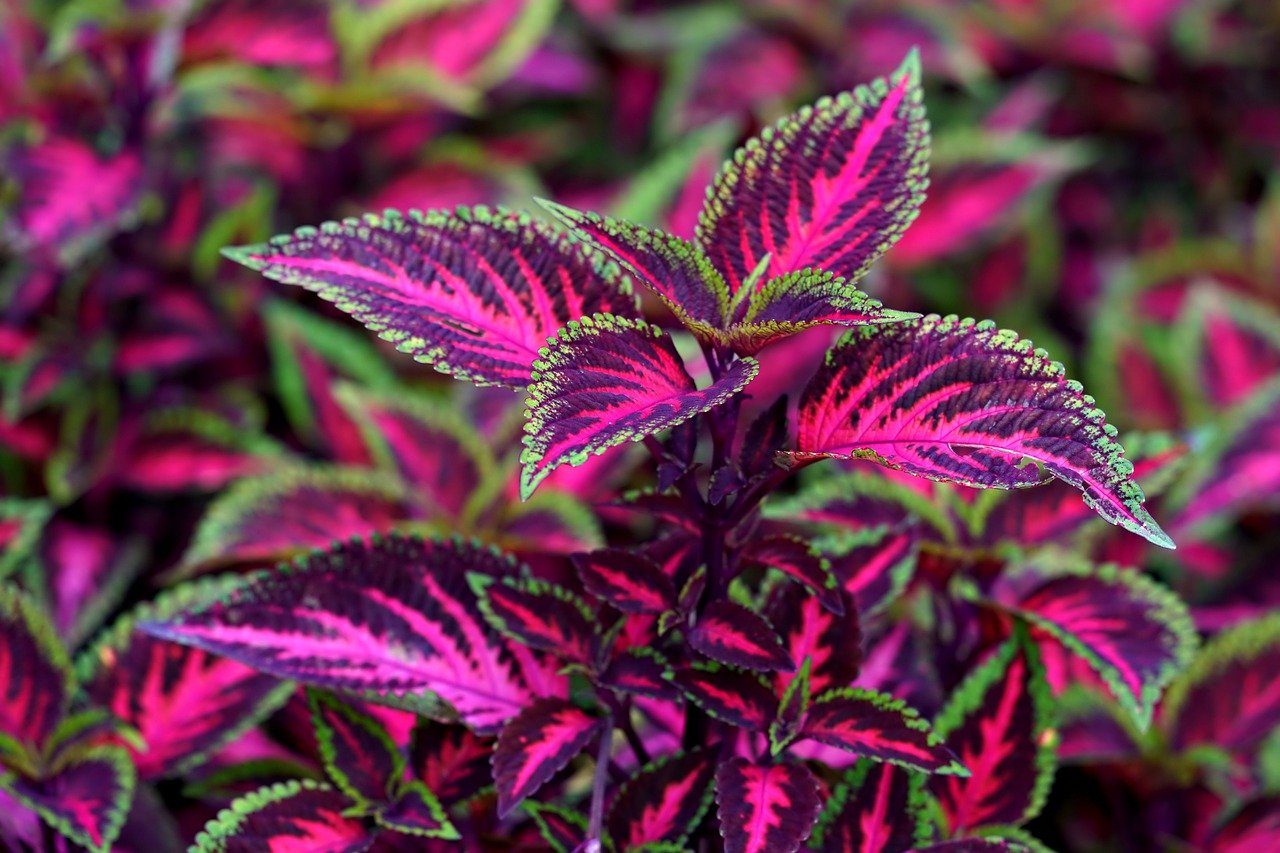 A coleus plant featuring vivid red and green foliage, creating a lively and colorful accent in a botanical setting