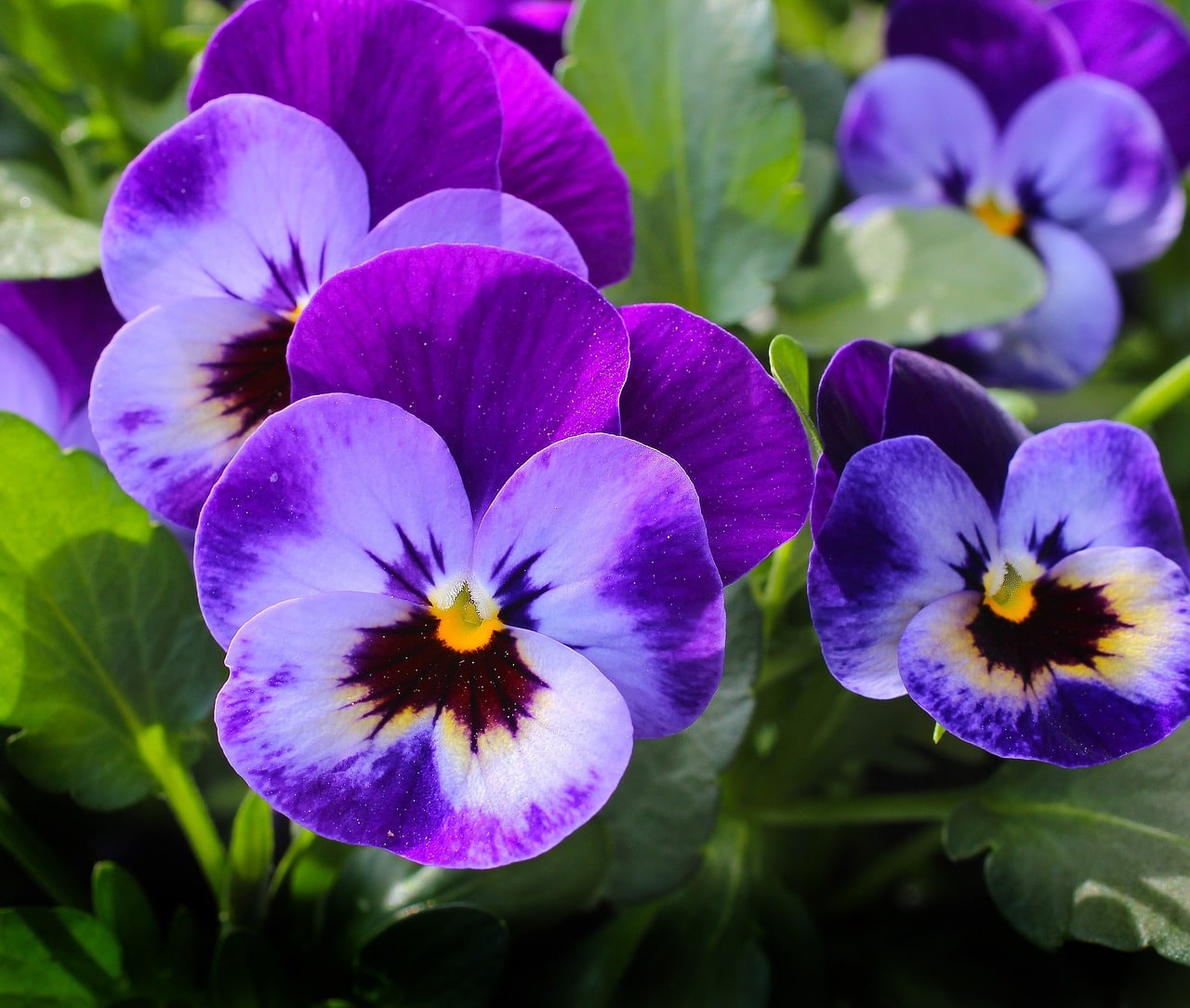 A vibrant garden filled with blooming purple pansies