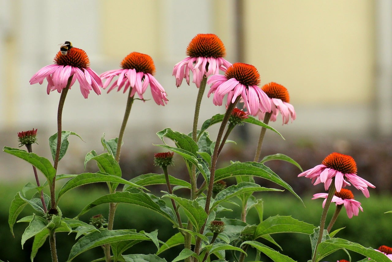 A bee perched on a vibrant purple coneflower