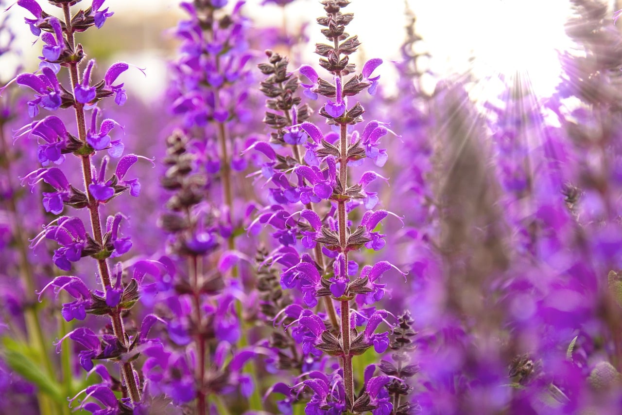 A vibrant field of lavender flowers and salvia basking in the warm sunlight, creating a serene and picturesque landscape.