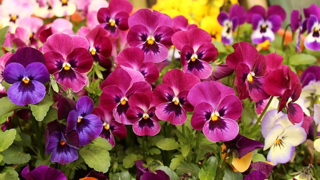 colorful pansies in pink, purple, and yellow