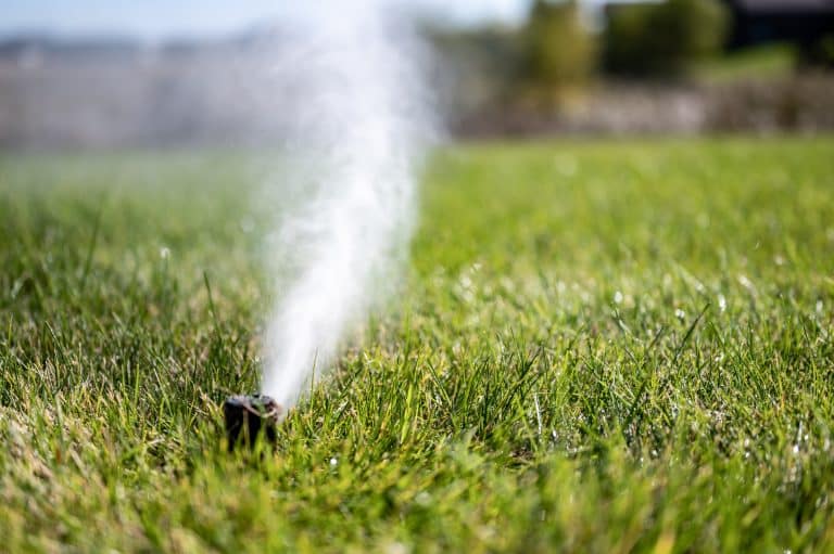 Close-up of a sprinkler head releasing water in a lawn