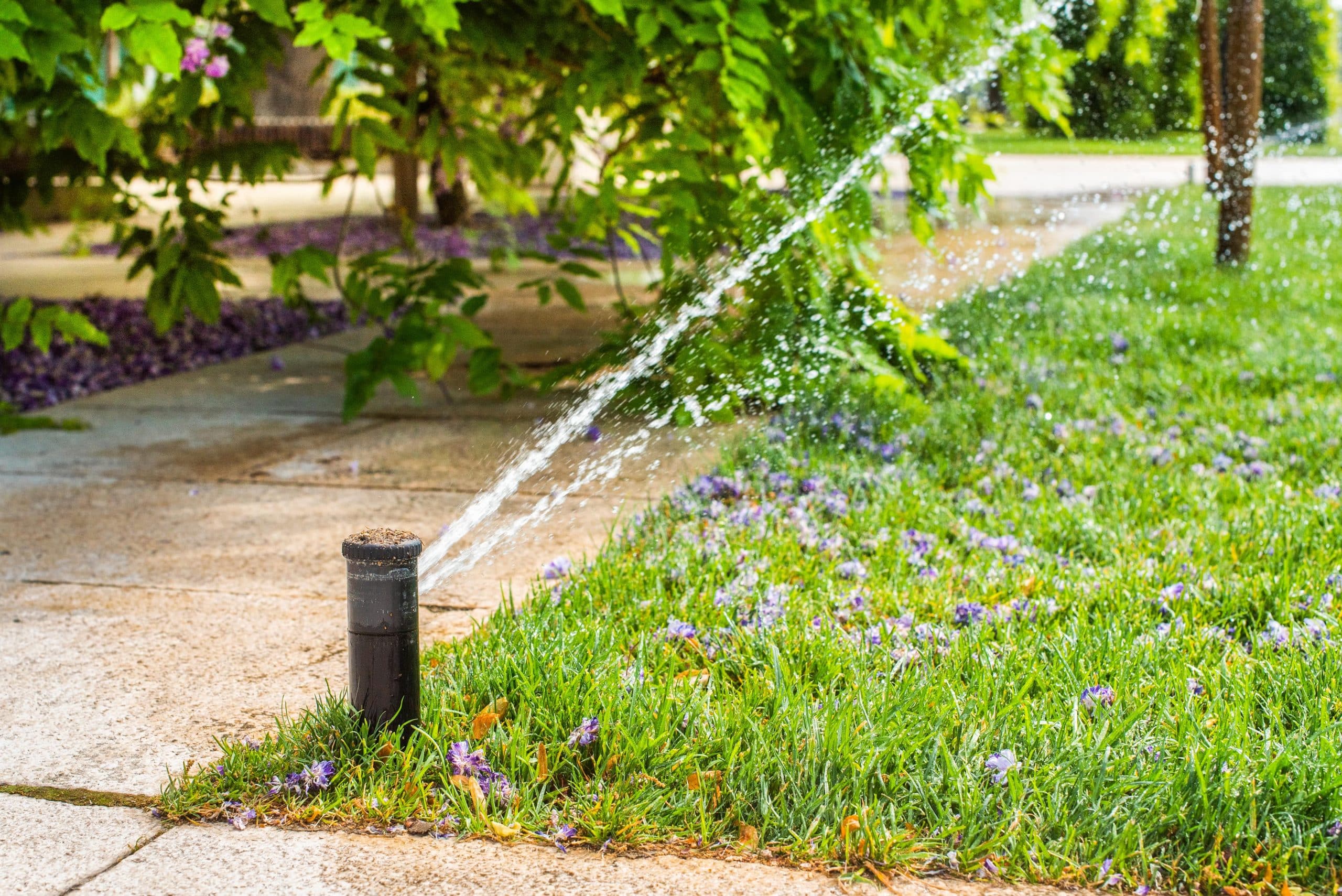 Sprinkler watering lawn with vibrant greenery around