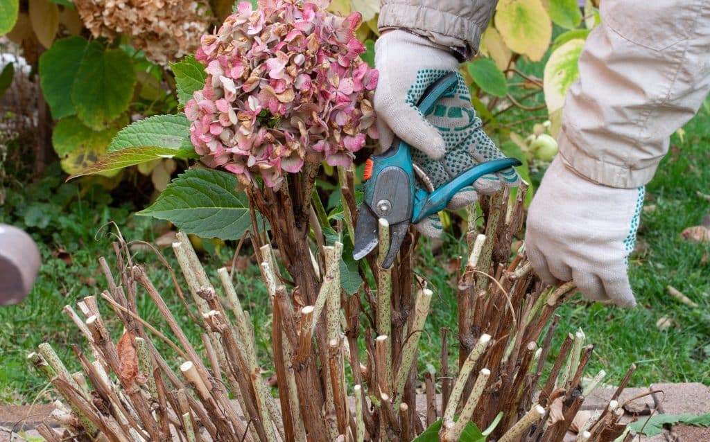 Gardener pruning hydrangea stems with clippers in fall.