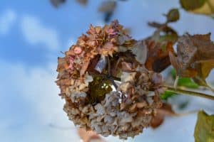 Close-up of a wilted hydrangea bloom with fall leaves.