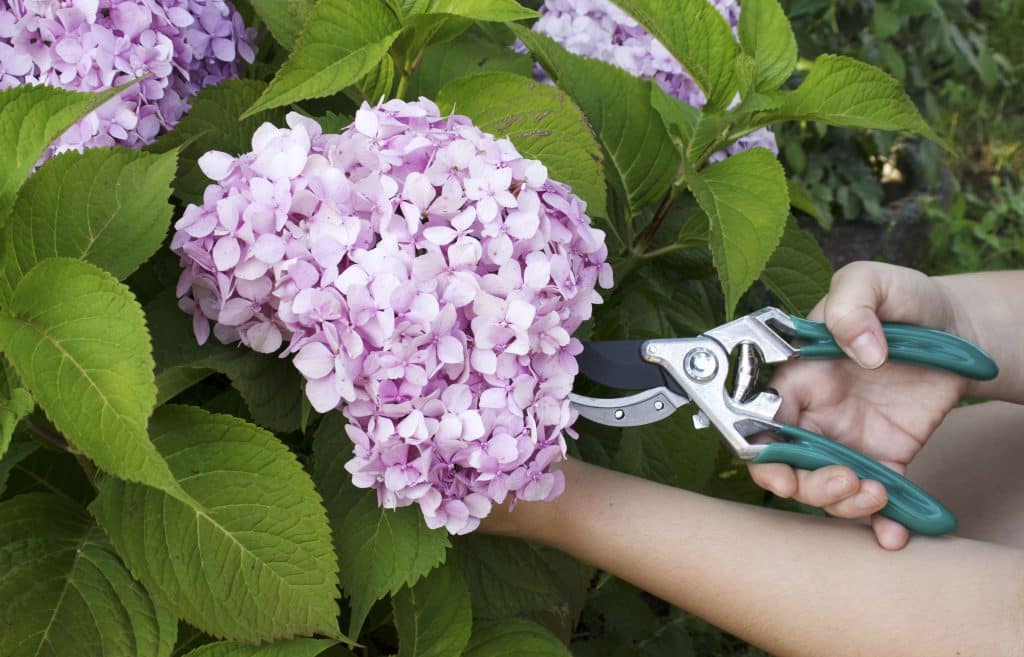 Hands trimming hydrangea blooms with garden scissors.