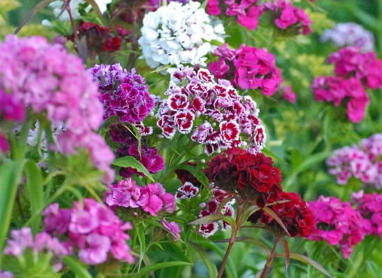 Sweet William, Dianthus plant, a heat tolerant flower