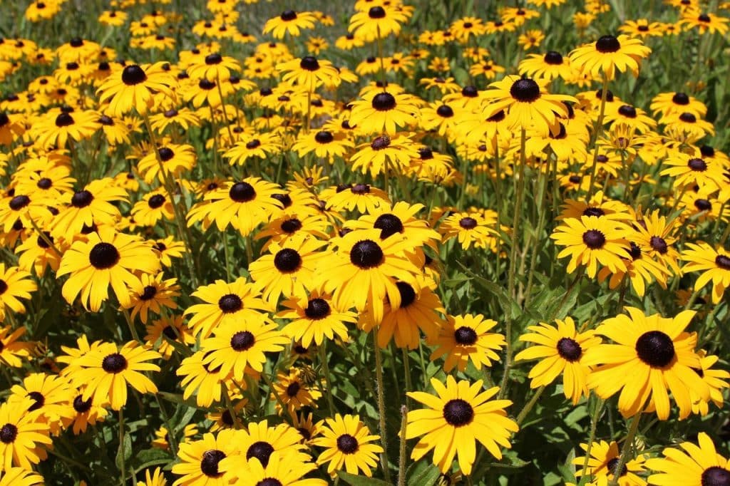 A mass of black-eyed susan flowers with yellow petals and dark centers