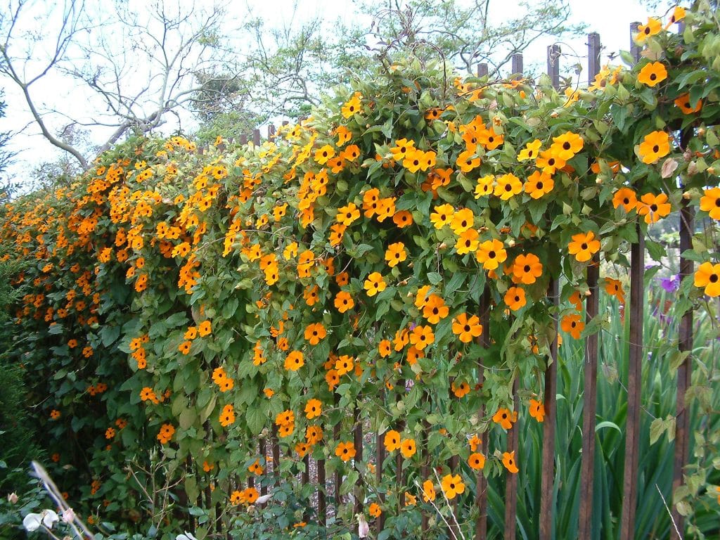lively Black-Eyed Susan flowering vine growing over a trellis
