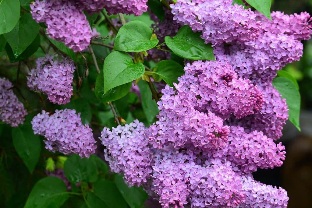 purple blooms of a butterfly bush