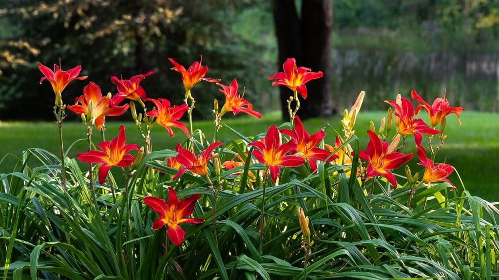 vibrant batch of flaming daylilies in bloom