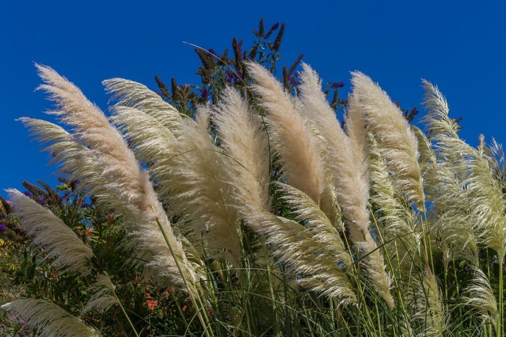 Fluffy fronts of heat tolerant elephant grass with ornamental grass plumes