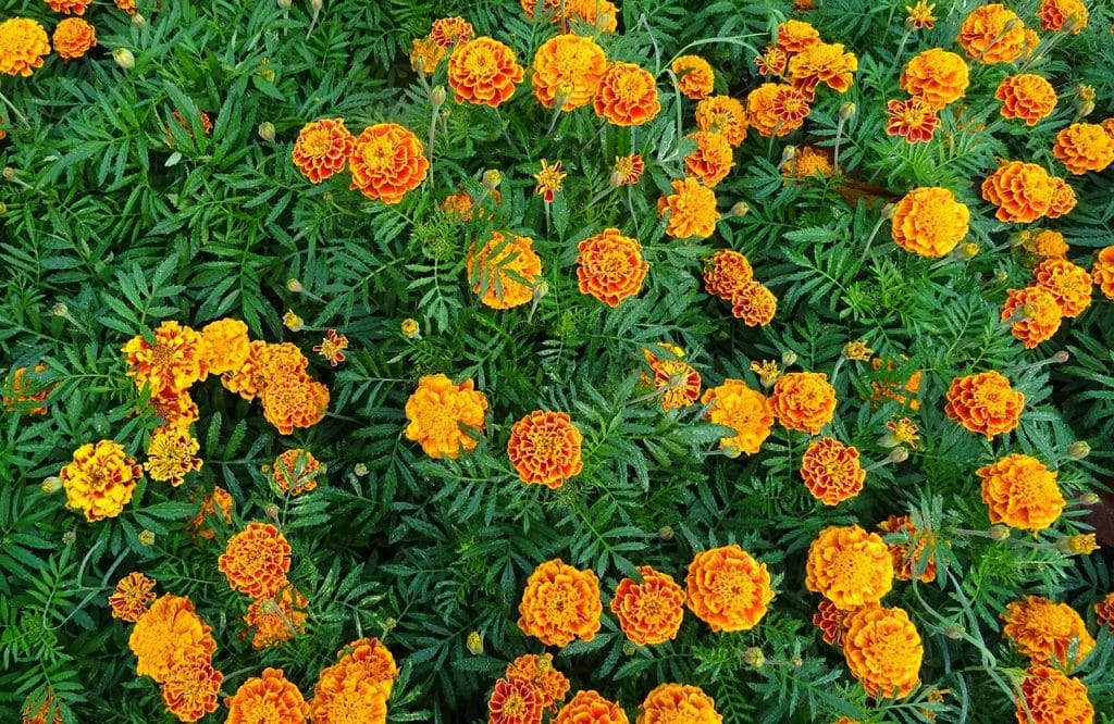 french marigold flowers, close view of a mass of yellow-orange marigolds
