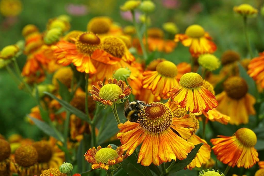 beautiful closeup of bumble bee on orange and yellow blanket flowers