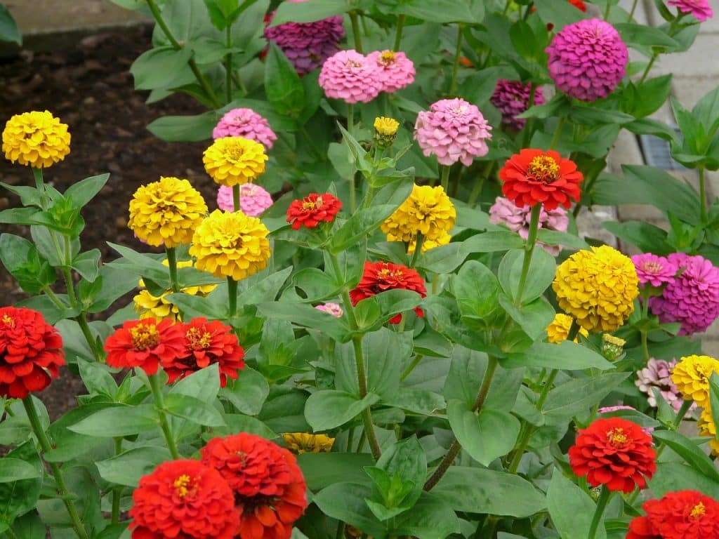 red, yellow, orange, and pink zinnia flowers