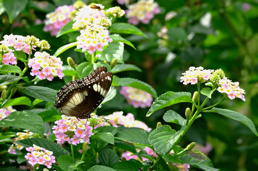 Lantana flowers in yellow and pink with butterfly