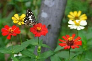butterfly on heat tolerant zinnia flowers for the perfect summer garden