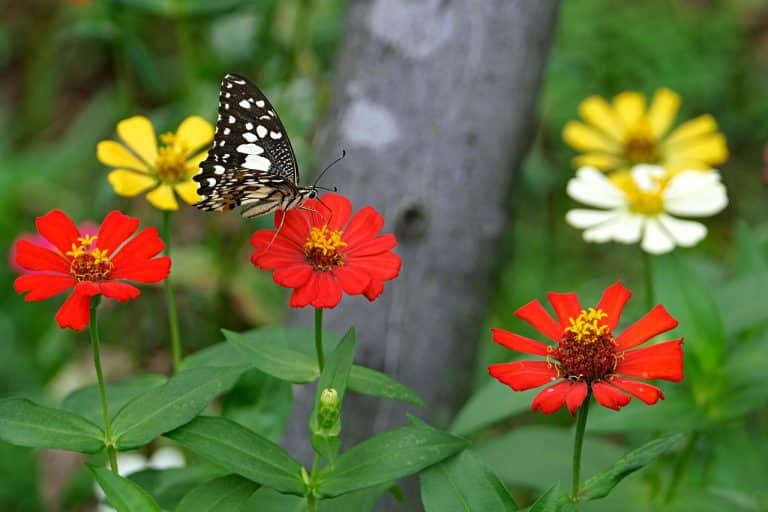 butterfly on heat tolerant zinnia flowers for the perfect summer garden